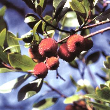 Conxunto arqueolóxico-natural de Santomé. Guía da natureza